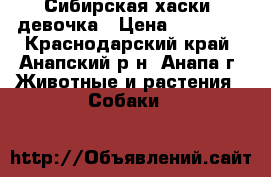 Сибирская хаски  девочка › Цена ­ 15 000 - Краснодарский край, Анапский р-н, Анапа г. Животные и растения » Собаки   